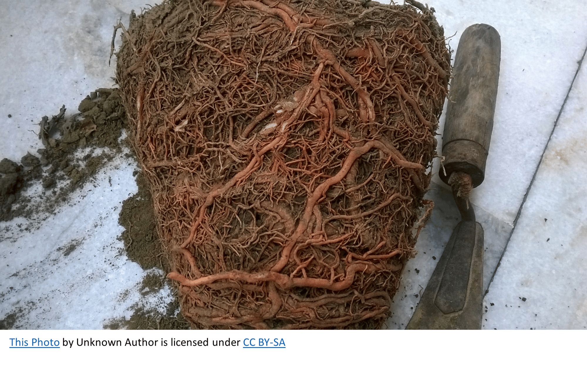 A cone of soil full of roots which looks like it is on its way to a new pot. This Photo by Unknown Author is licensed under CC BY-SA